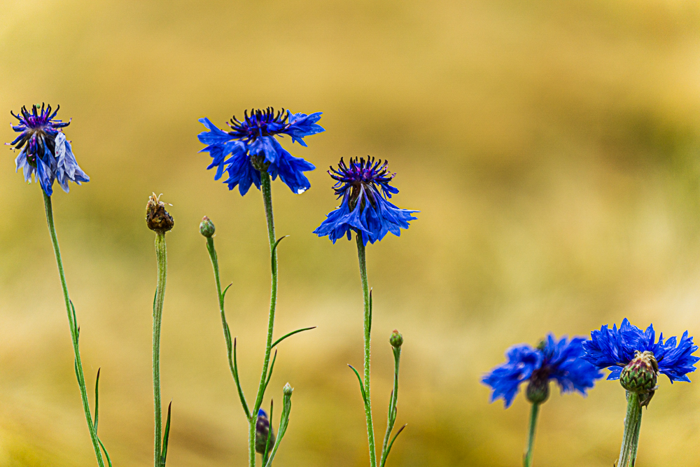 Kornblumen