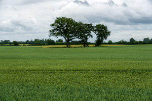 Odense_Faaborg