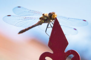 Libelle