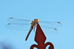 Libelle
