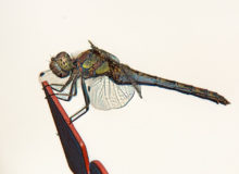 Libelle