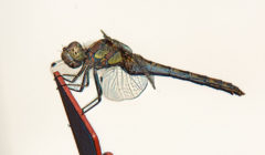 Libelle