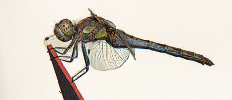 Libelle