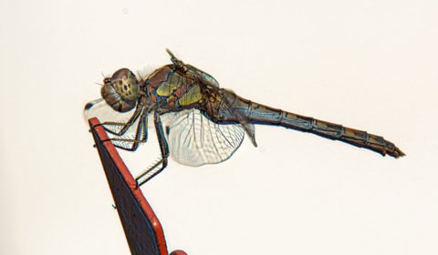 Libelle