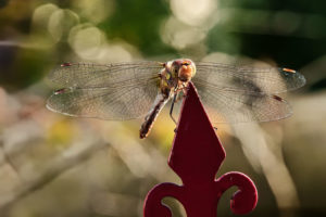 Libelle
