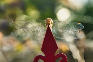 Libelle
