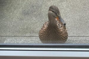 Claudias HandyFotos Claudias HandyFotos