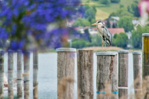 Insel Reichenau Insel Reichenau