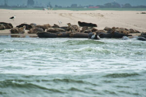 Texel 22.09.2026 Texel 22.09.2026