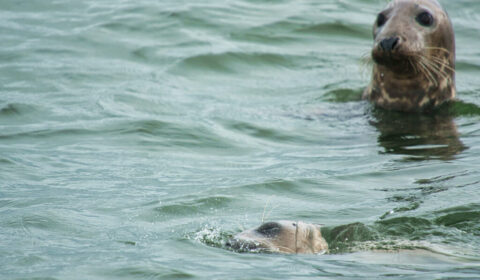 Texel 22.09.2026