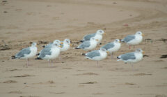 23.09.2026 Texel Mittwoch