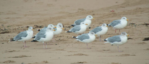 23.09.2026 Texel Mittwoch