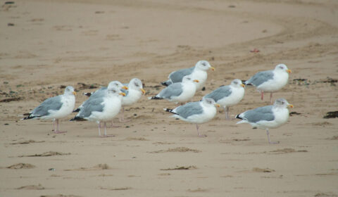 23.09.2026 Texel Mittwoch