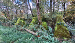 20261002_Belgien